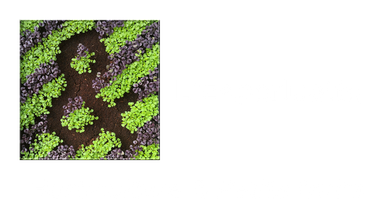 L'Esperluette - Horti & P'tits Fruits